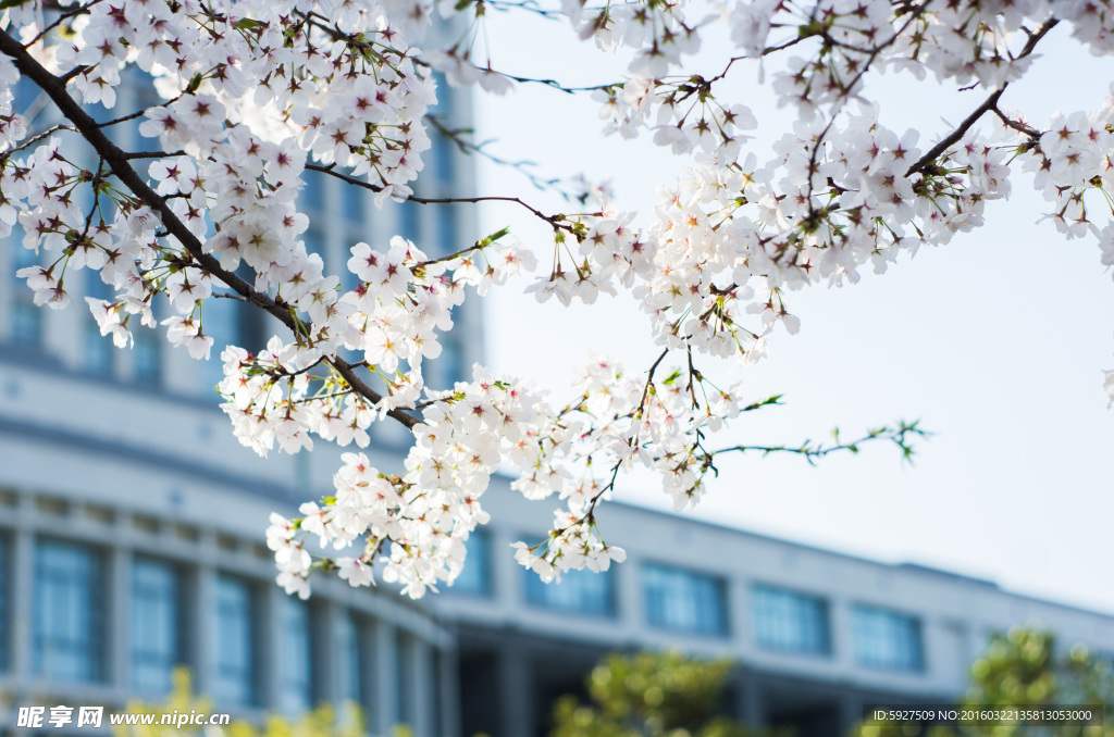 江南大学樱花