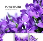 鲜花PPT   唯美PPT