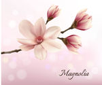 木兰花