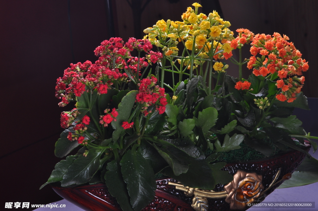 红色的花
