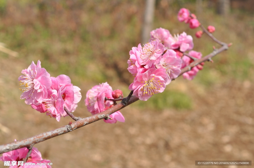 苹果花