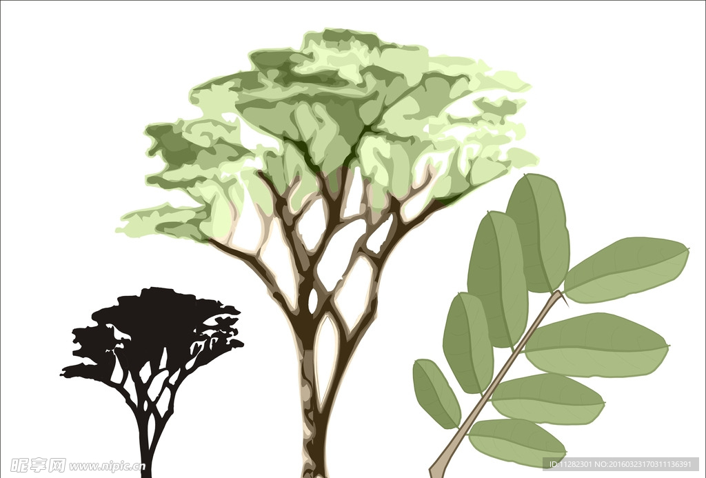 非洲种状短盖豆木