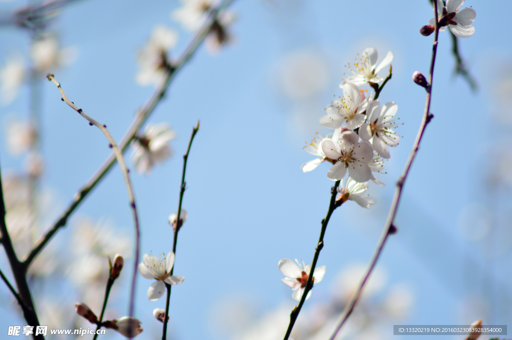 桃花世界