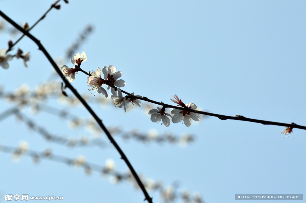 桃花