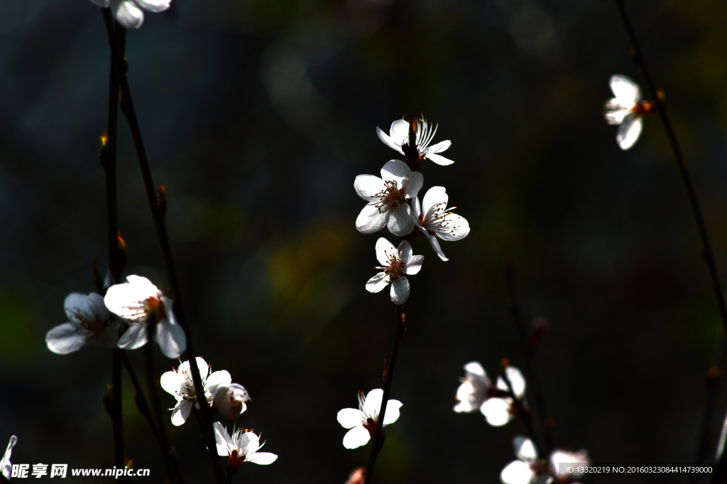 桃花