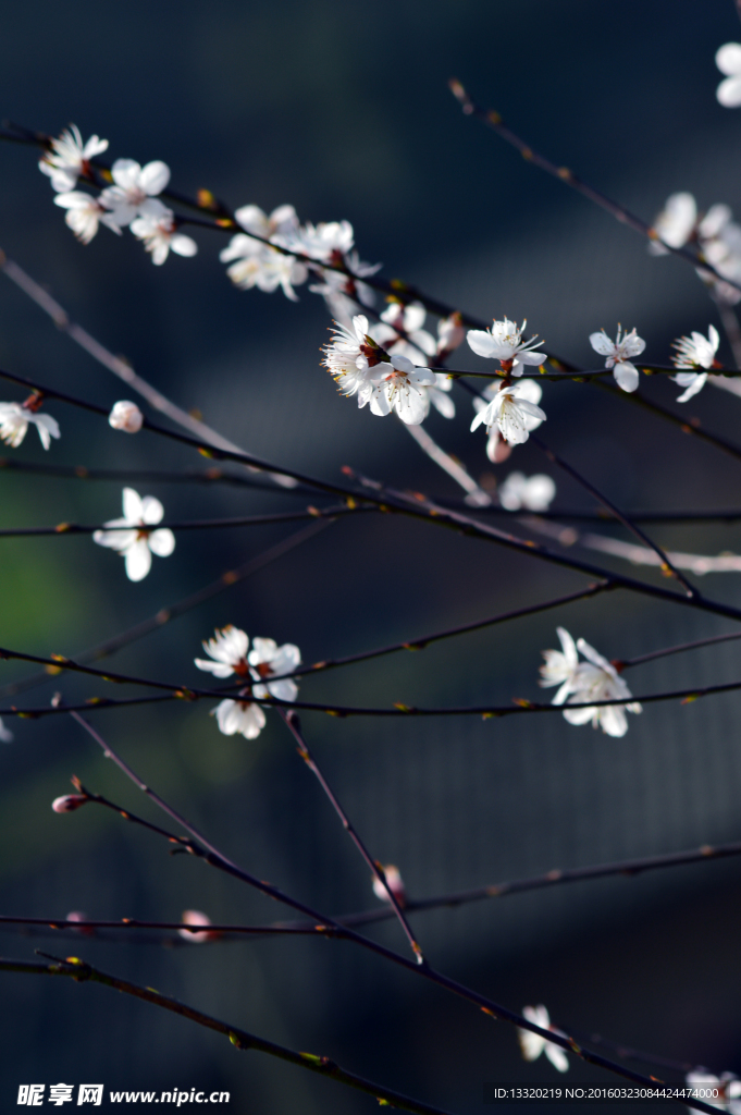 桃花盛开