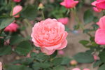 玫瑰花