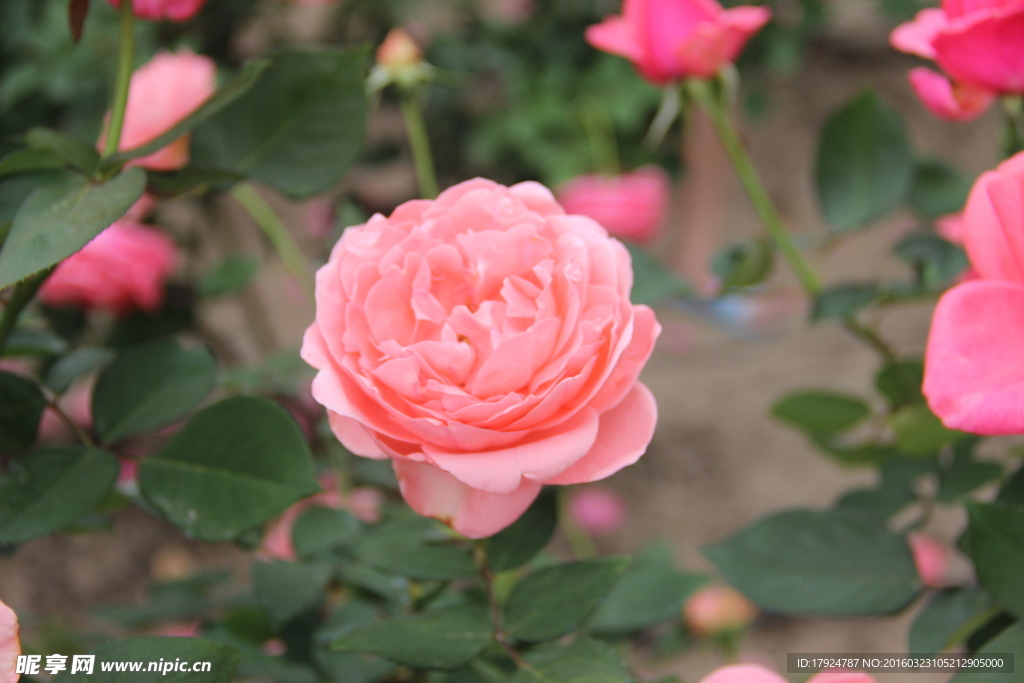 玫瑰花