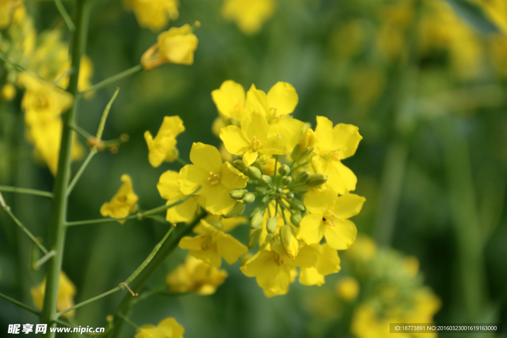 油菜花正艳