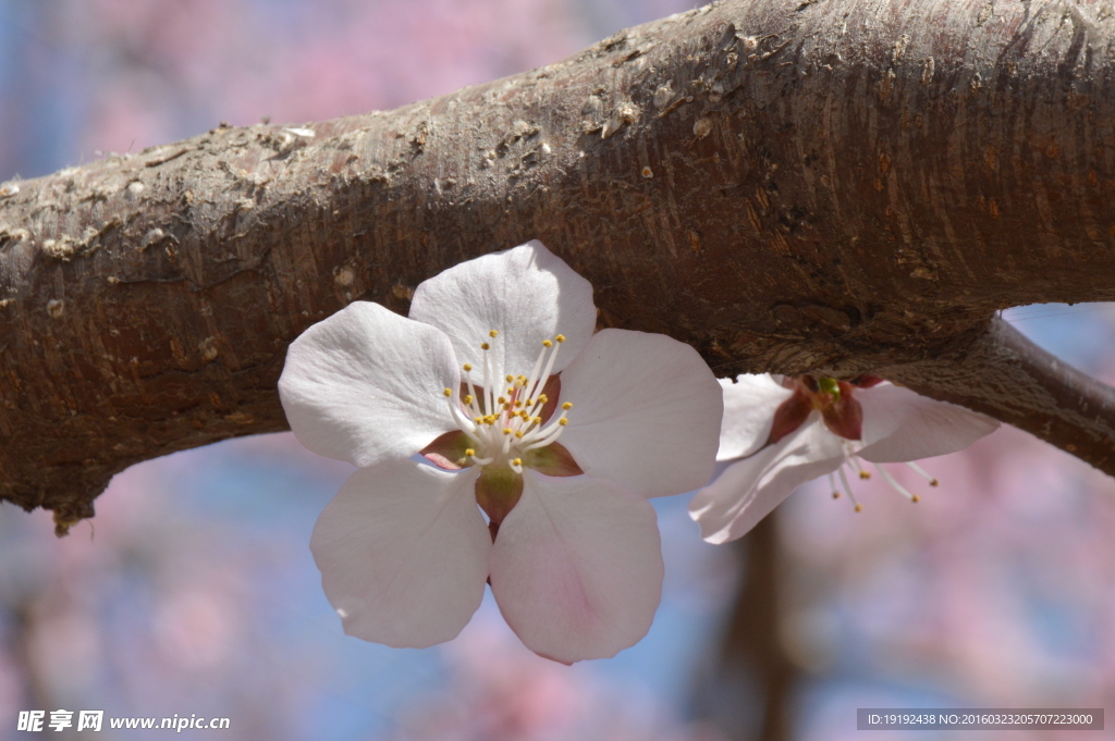 山桃花