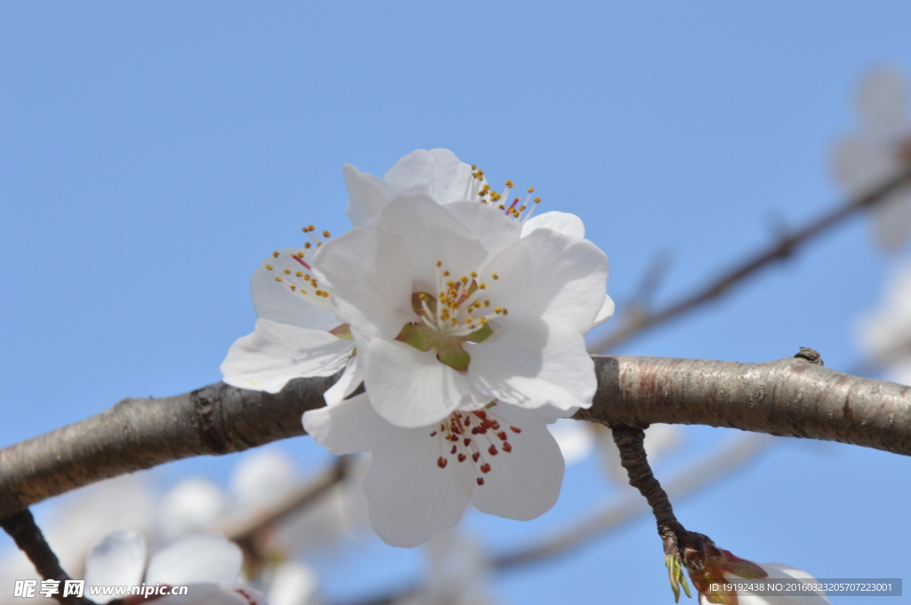 山桃花