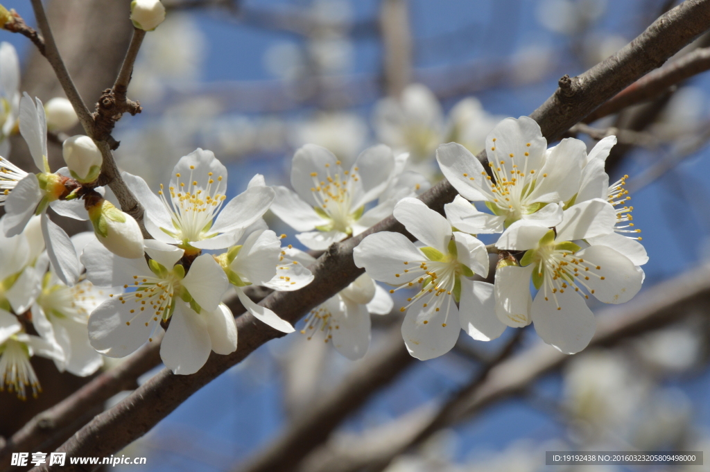 山桃花