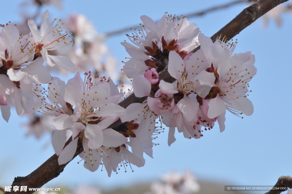 山桃花