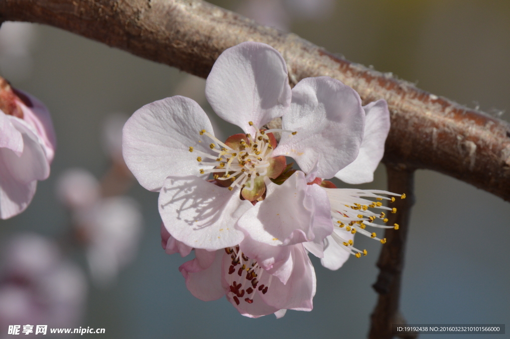 山桃花
