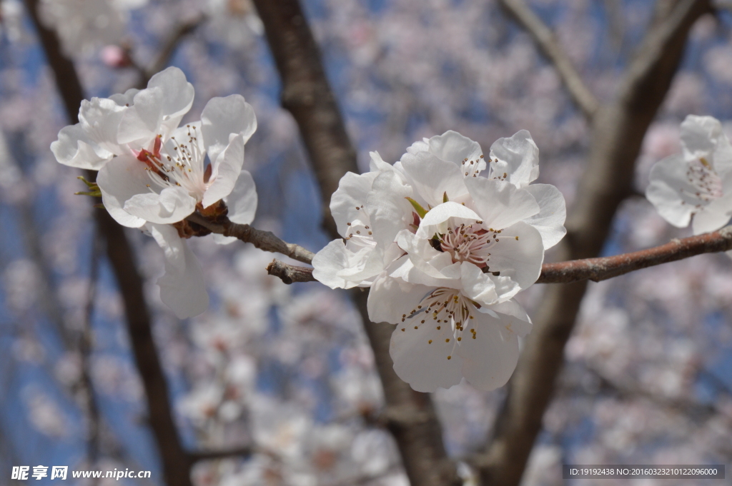 山桃花