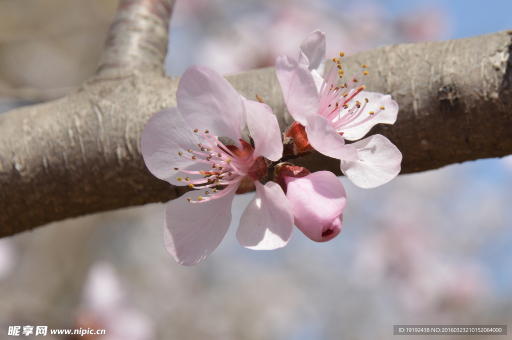 山桃花