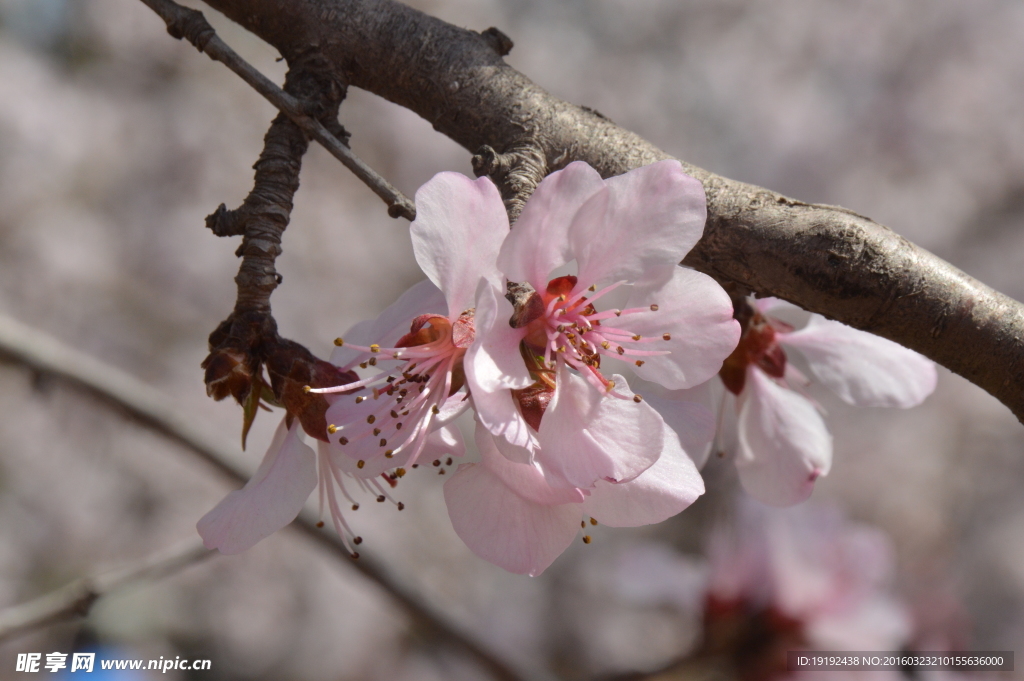 山桃花