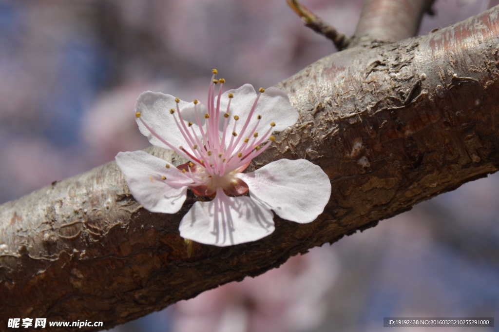 山桃花