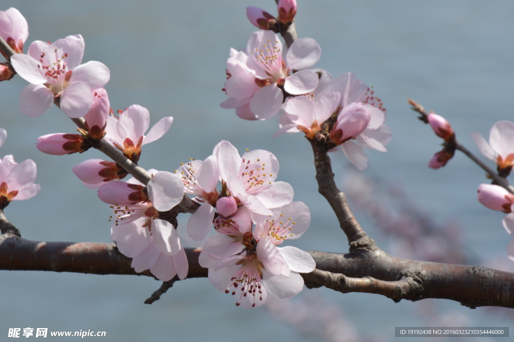 山桃花