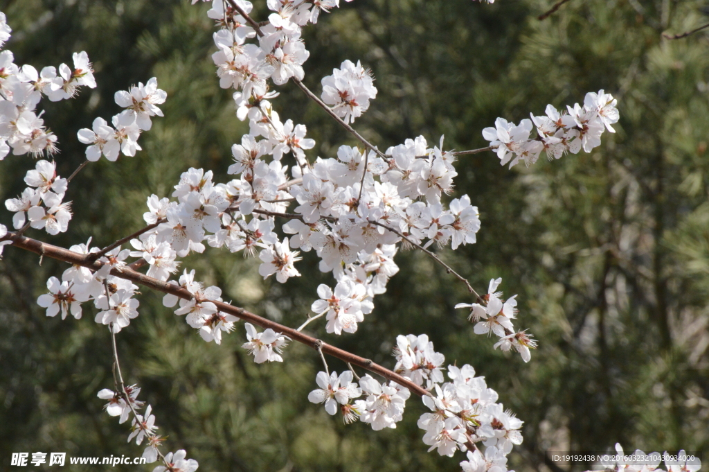 山桃花