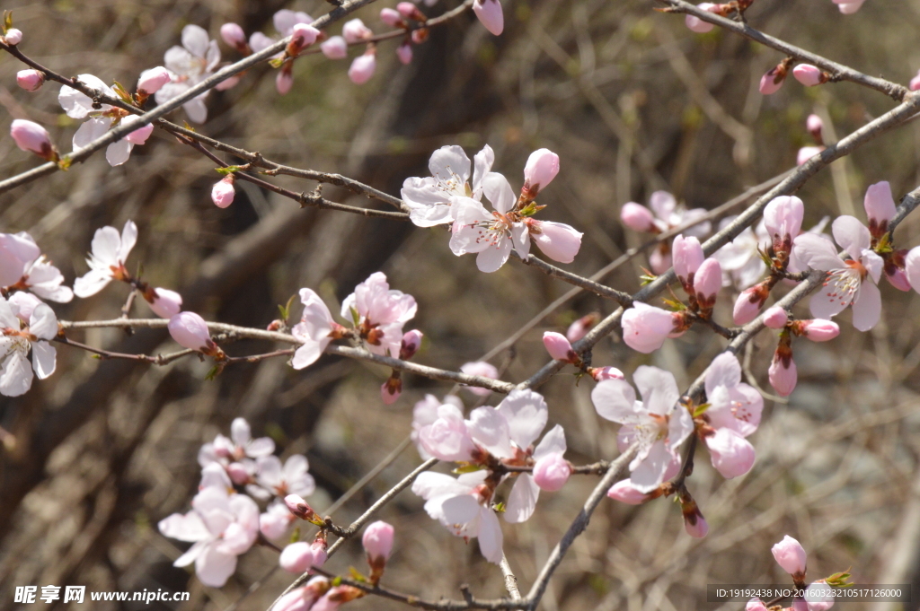 山桃花