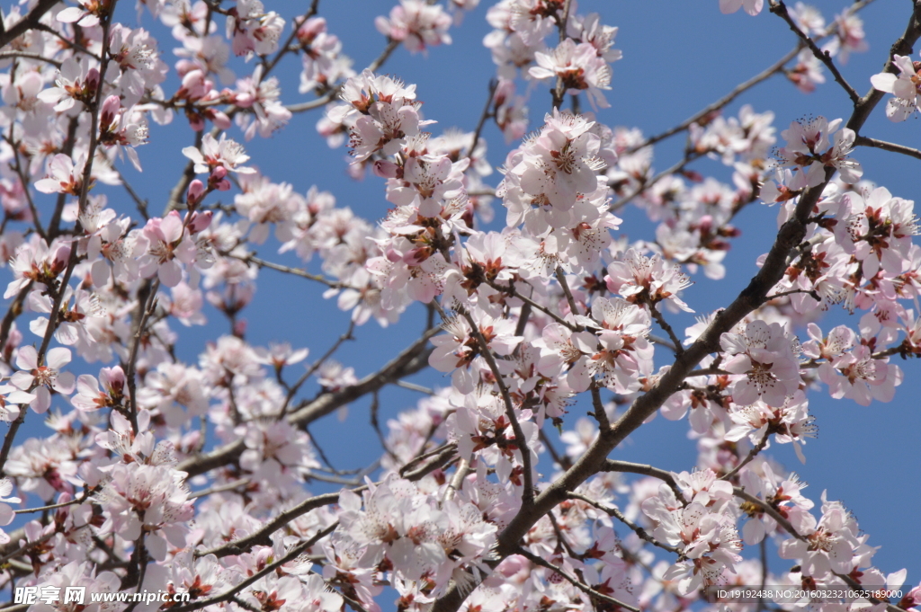 山桃花