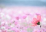 向阳花