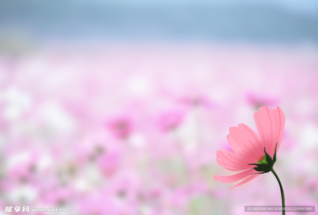 向阳花