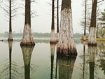 水中水杉与倒影特写