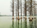 水中水杉与倒影
