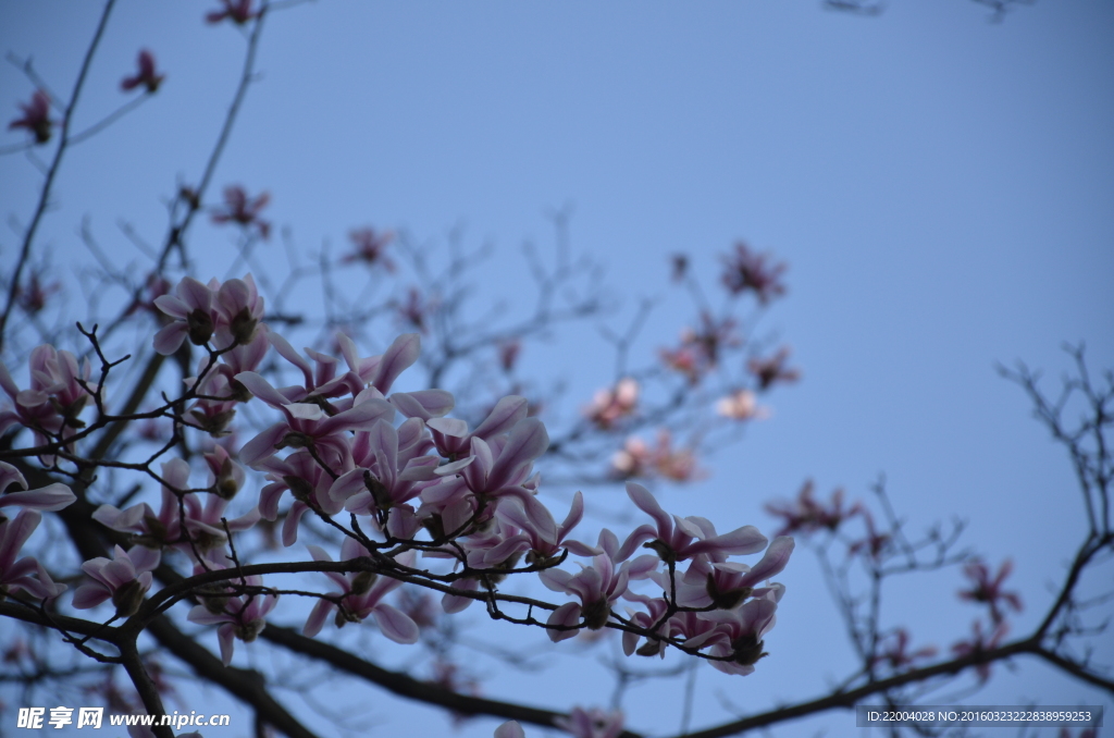 玉兰花