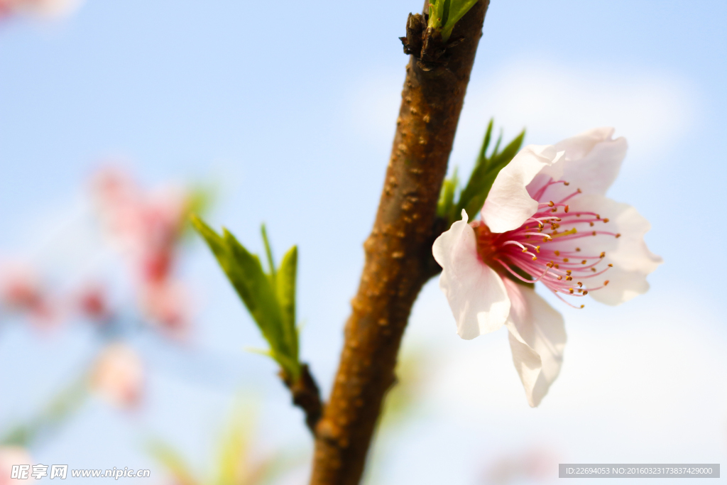 桃花