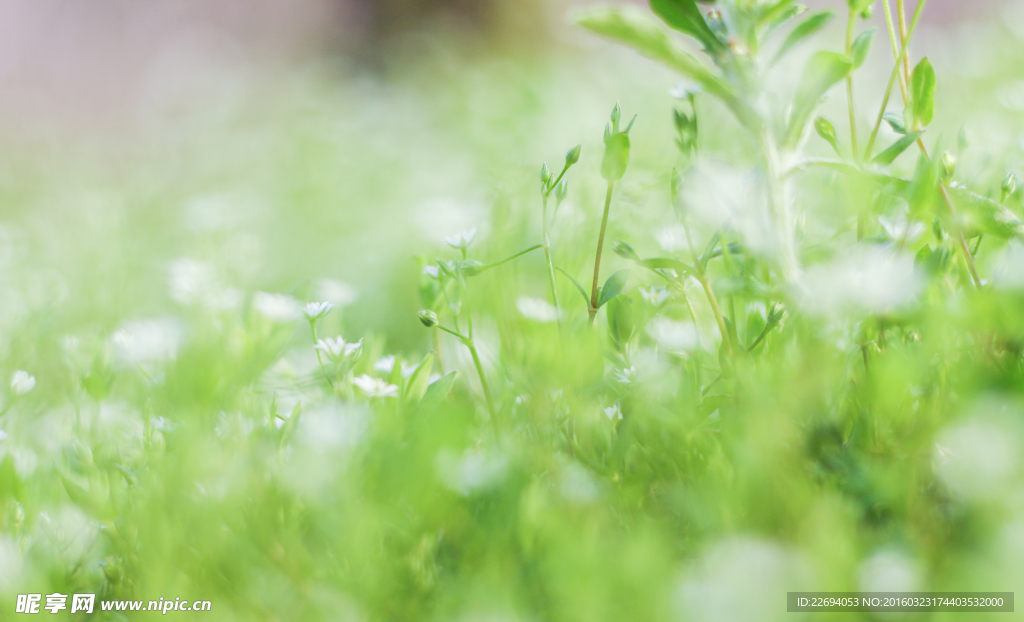 野花野草