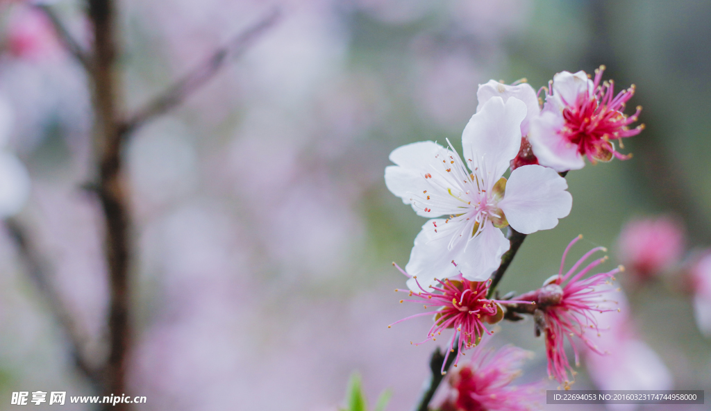 三月桃花