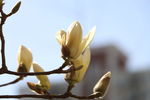 鲜花