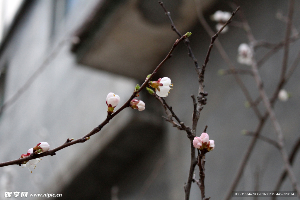 桃花枝