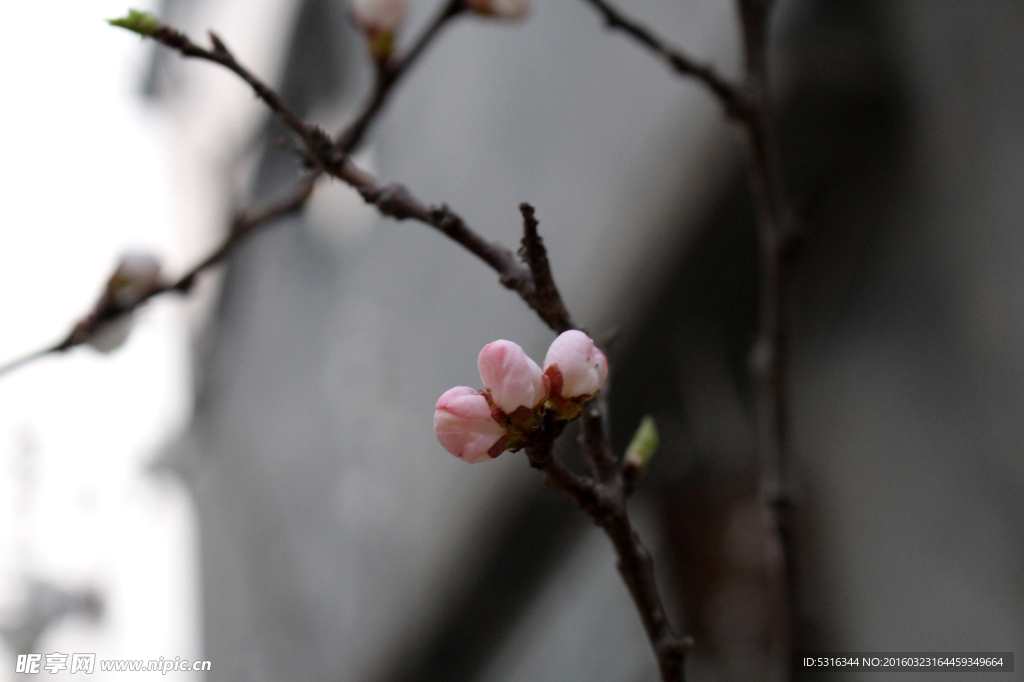 桃花苞