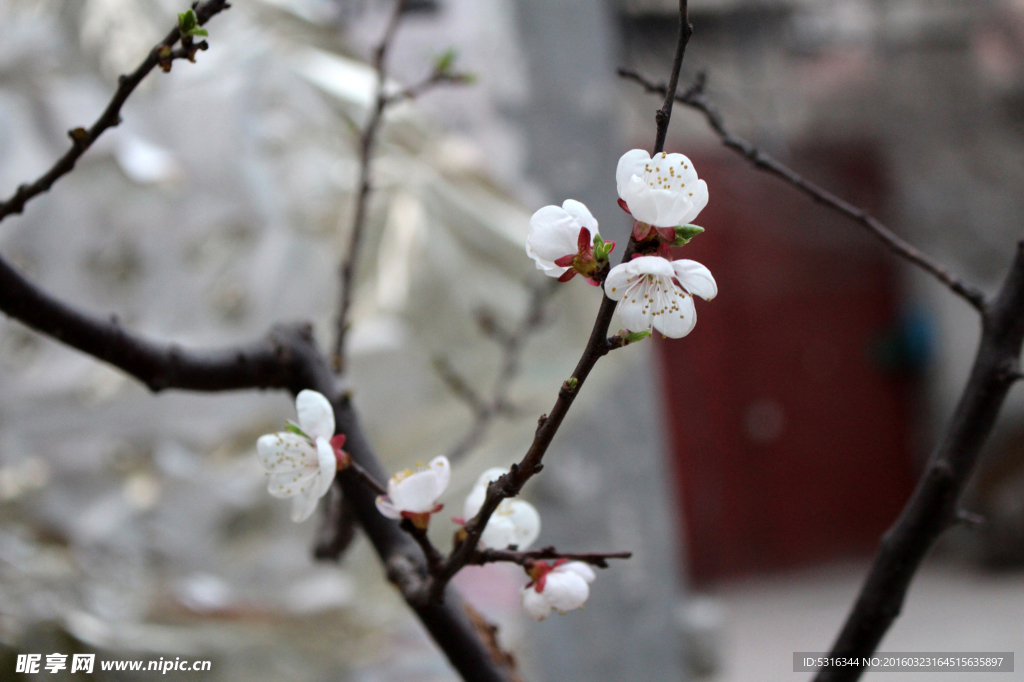 桃花