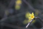 红边迎春花