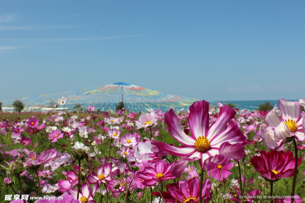 青海湖边的花海