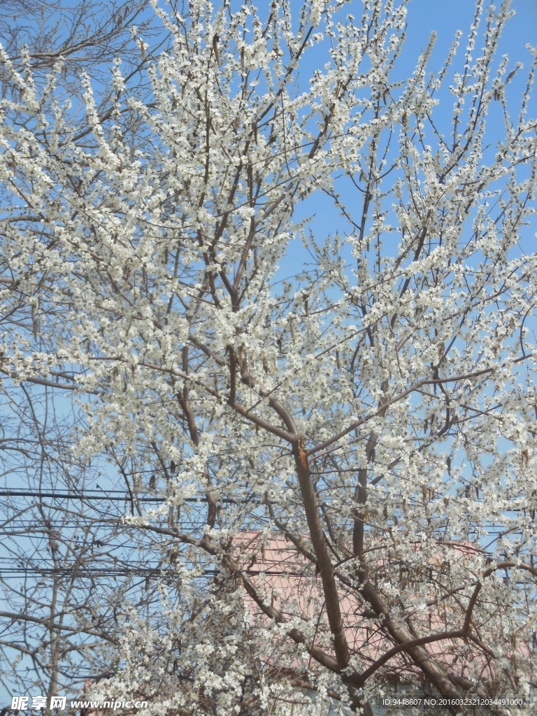 白色樱花