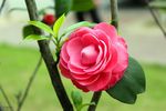 茶花
