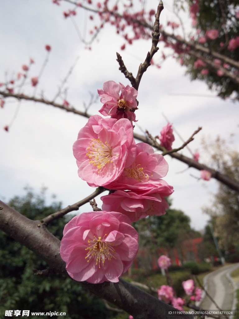 梅花