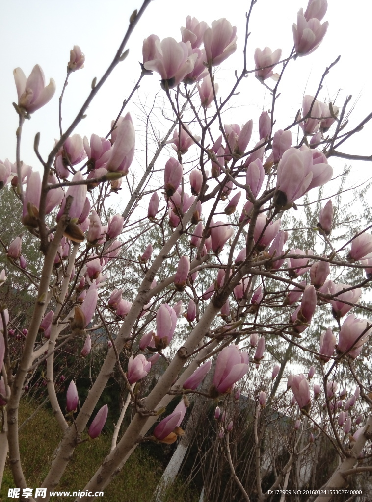 摄影玉兰花树