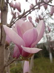 摄影玉兰花