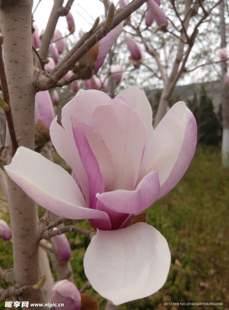 摄影玉兰花