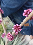 摄影树 紫花
