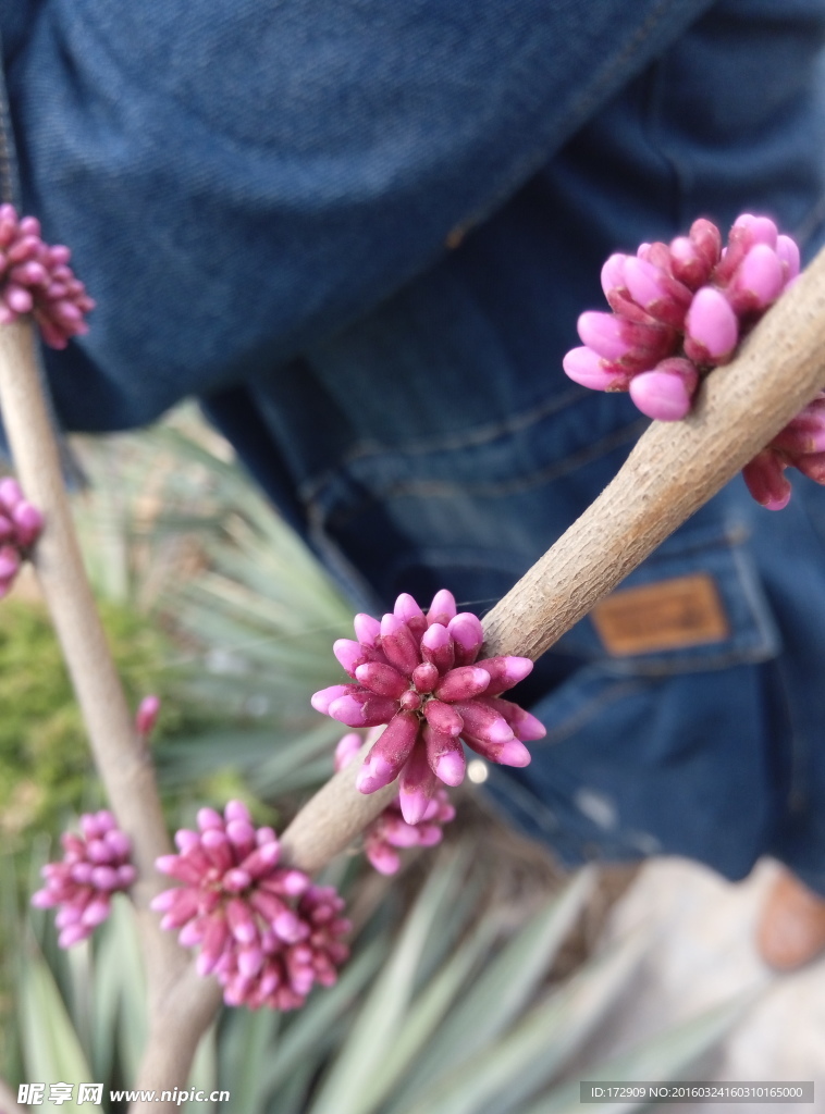 摄影树 紫花