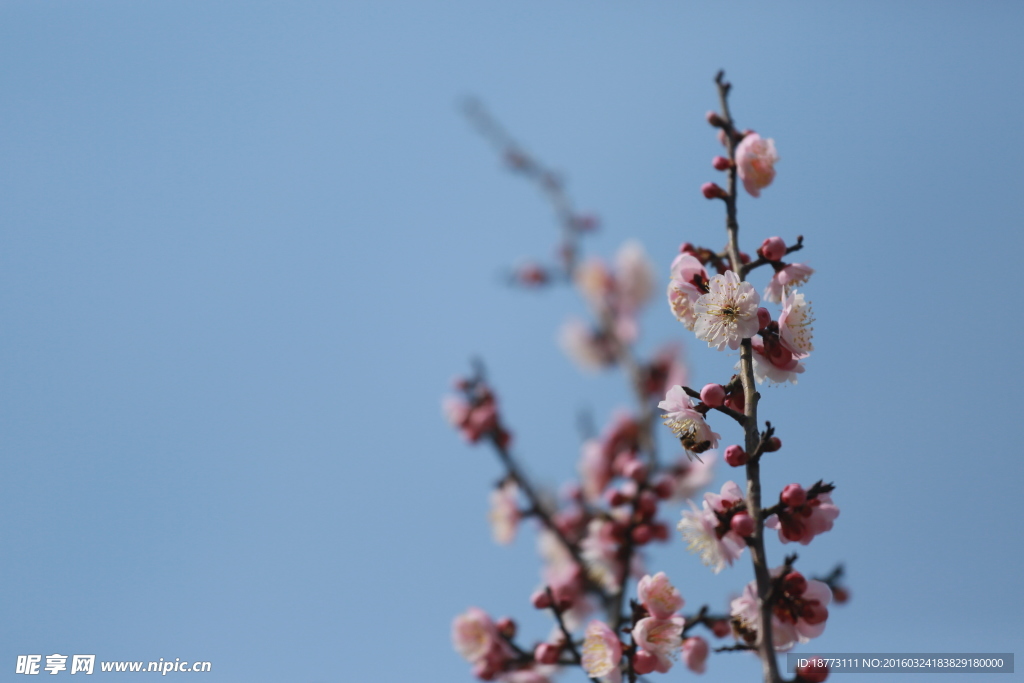 梅花