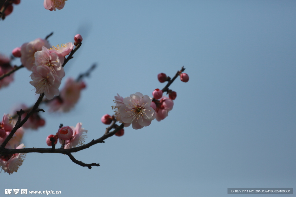 梅花钱